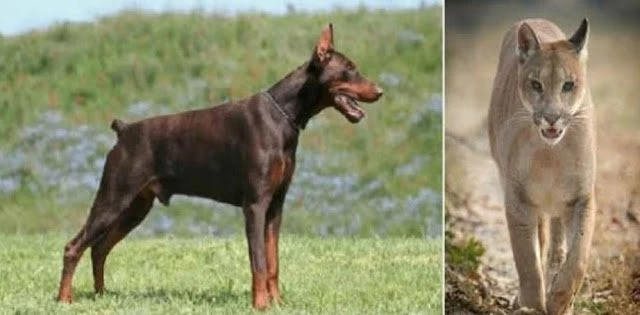 Κούγκαρ εναντίον ντόπερμαν! Ποιός βγαίνει νικητής σ΄αυτόν τον αγώνα θανάτου (βίντεο)